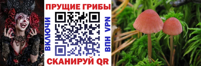 Купить  Володарск  Псилоцибиновые грибы Cubensis 
